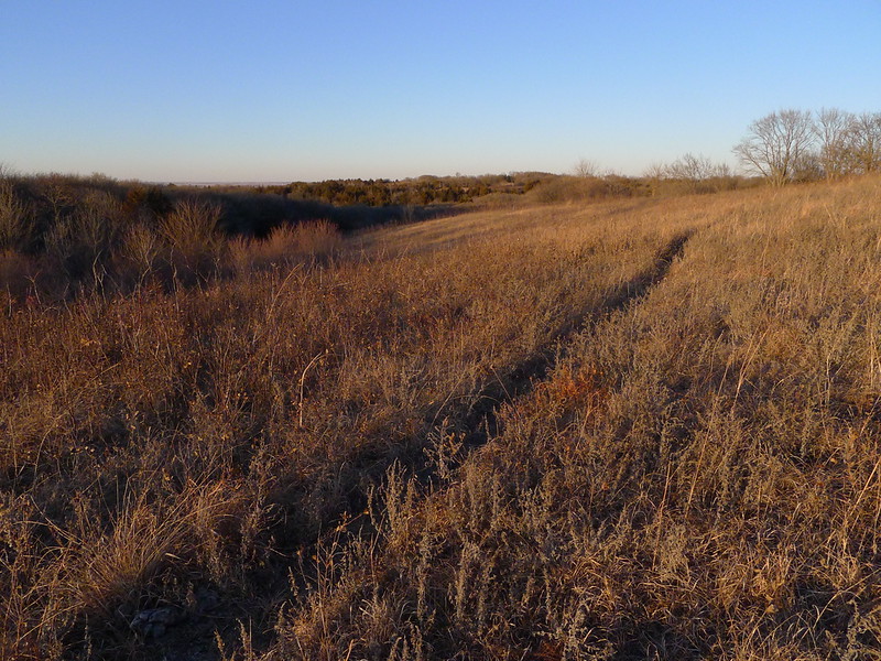 P1010698-L.jpg