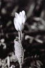 starkfiles > Small flower growing in the forest in the spring.