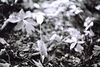 starkfiles > small flower growing in the forest in the spring